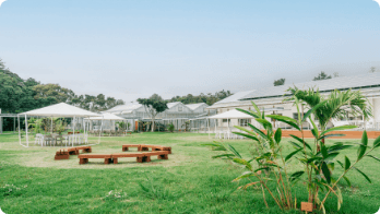 地域農産物を景観として植栽した「芝生広場」